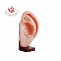 Plastic base 22cm ear acupuncture points model