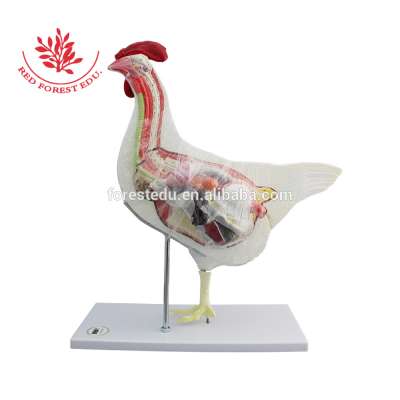 Hen Model Farm Animal Female Chicken Model Animal Anatomical Models for Veterinarian's Reference