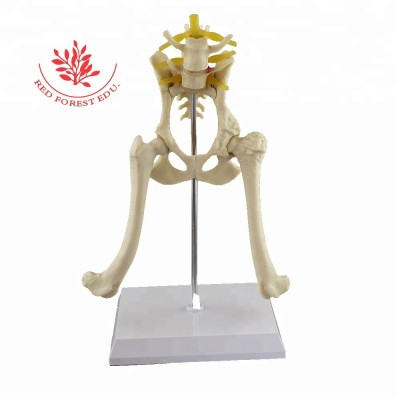 Veterinary Teaching Dog Hip Joint Lumbar Skeleton Anatomy Model