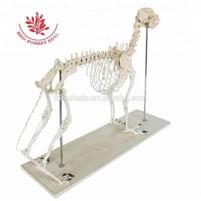 Vet study Animal Canine Anatomy wolf Dog Skeleton Model