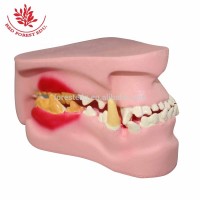 Anatomical Nature life Size Dog Teeth Structure Model