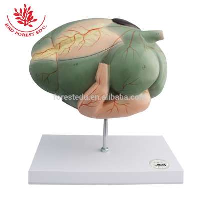 Veterinary Model Anatomical Educational Animal Anatomy Compound Stomach of Ox Cow