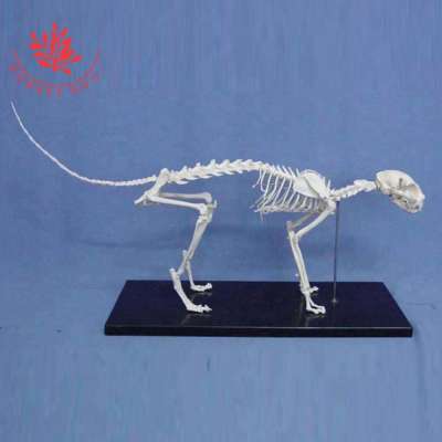 Medical Science Subject Canine skeleton model 64*20*26cm Nature Size cat Skeleton