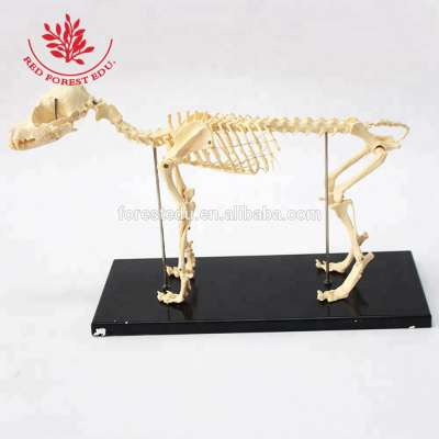 Advanced PVC Material Medical Science Subject Model Of Dog Skeleton