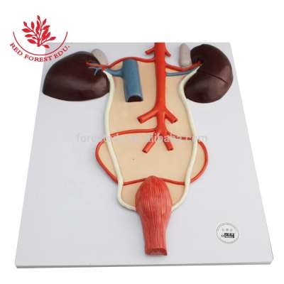 Teaching resource horse kidney anatomical model