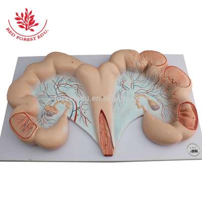 Animal veterinary anatomical model pig uterus model