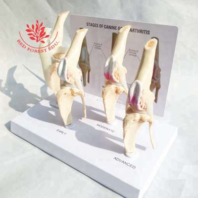 Dog knee joint model Stages of canine osteoporosis model